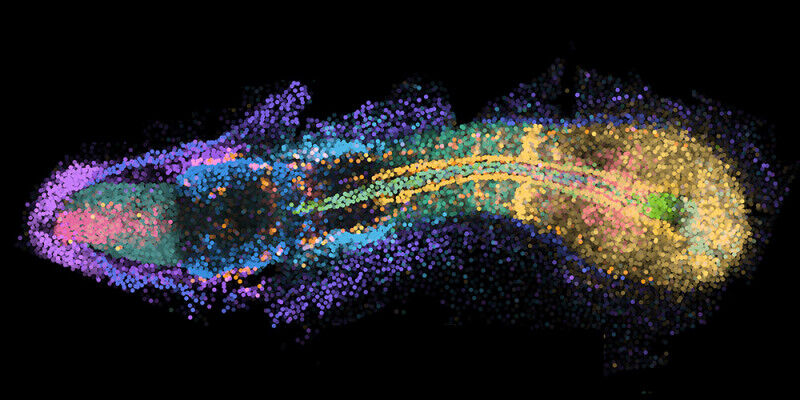 Scienze della vita - Geni nello spazio 3D: venti geni mappati nelle loro esatte posizioni tridimensionali all'interno di un embrione in via di sviluppo, con ogni colore che rappresenta il modello di espressione di un sing Scienze della vita