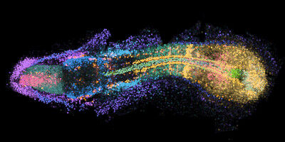 Sciences de la vie - Gènes dans l'espace 3D : vingt gènes cartographiés pour leurs positions tridimensionnelles précises dans un embryon en développement, chaque couleur représentant le modèle d'expression d'un seul gène. Sciences de la vie
